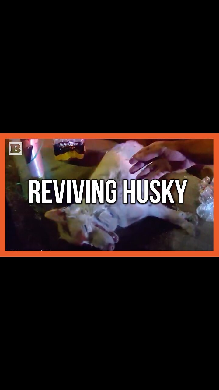 Officers Revive Dog After Pulling Husky from Burning House