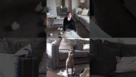 Funny Animals Videos