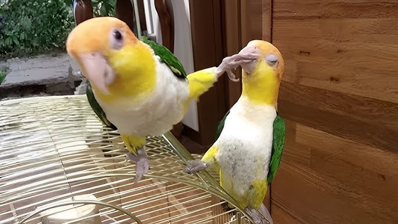 Fuuny Parrot Video Part 2