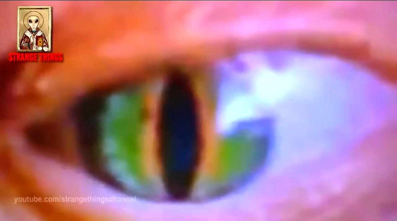 REPTILIAN SHAPE SHIFTERS 🔥