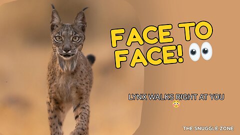 FACE-TO-FACE WITH A LYNX 😳🐾 | Wild Cat Walks Right Up!