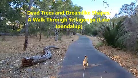 Dead Trees and Dreamlike Shapes. A Walk Through Yellagonga (Lake Joondalup)