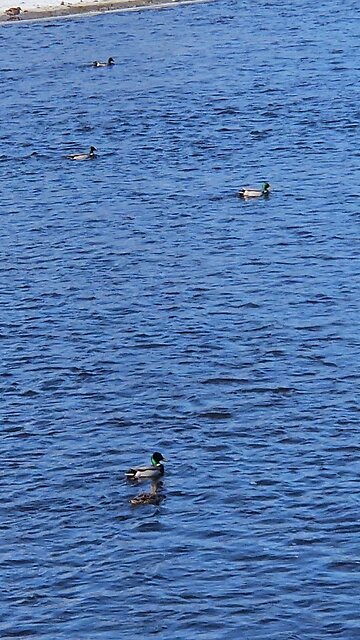Lots of Water Fowl Activity on the Fox River