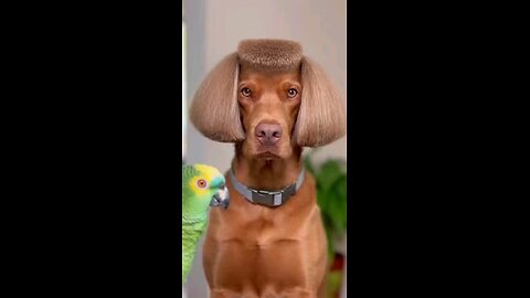 The Parrot Has Opinions About the Dog’s Head Shape