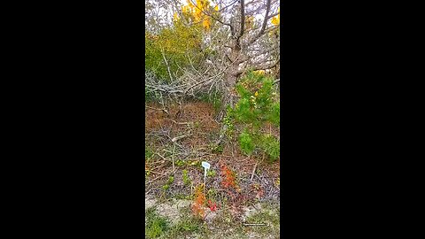 Beautiful nature trail 🌲🍄🍃