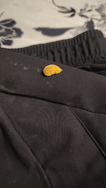 #puss #caterpillar #is #real #venenos@