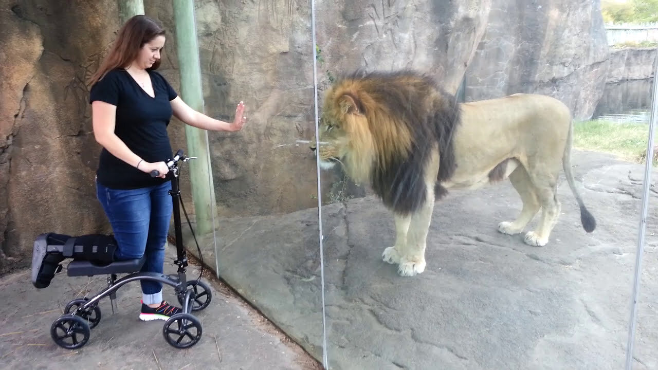 The Lioness and Her Favorite Scooter: A Wholesome Adventure