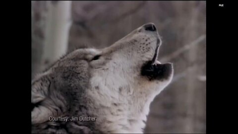 Apex Predators: How wolves are impacting Washington state’s ranchers