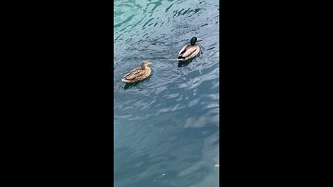 Mallard Ducks 🦆 #mallardducks #ducks #duck #followme #viral #shorts #trending