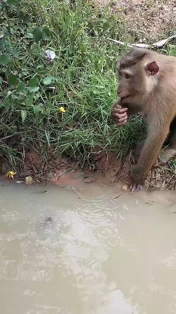 Good Job Best SokYaa, OG, Pao & Mom Are Famous Around The World #shorts #anime #trend #edit