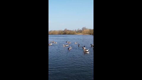 enjoy swans and ducks 🦆🦆🦢🦢