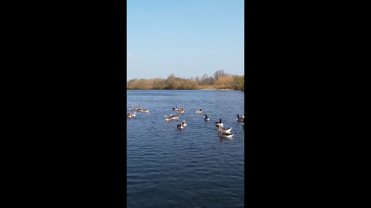 enjoy swans and ducks 🦆🦆🦢🦢