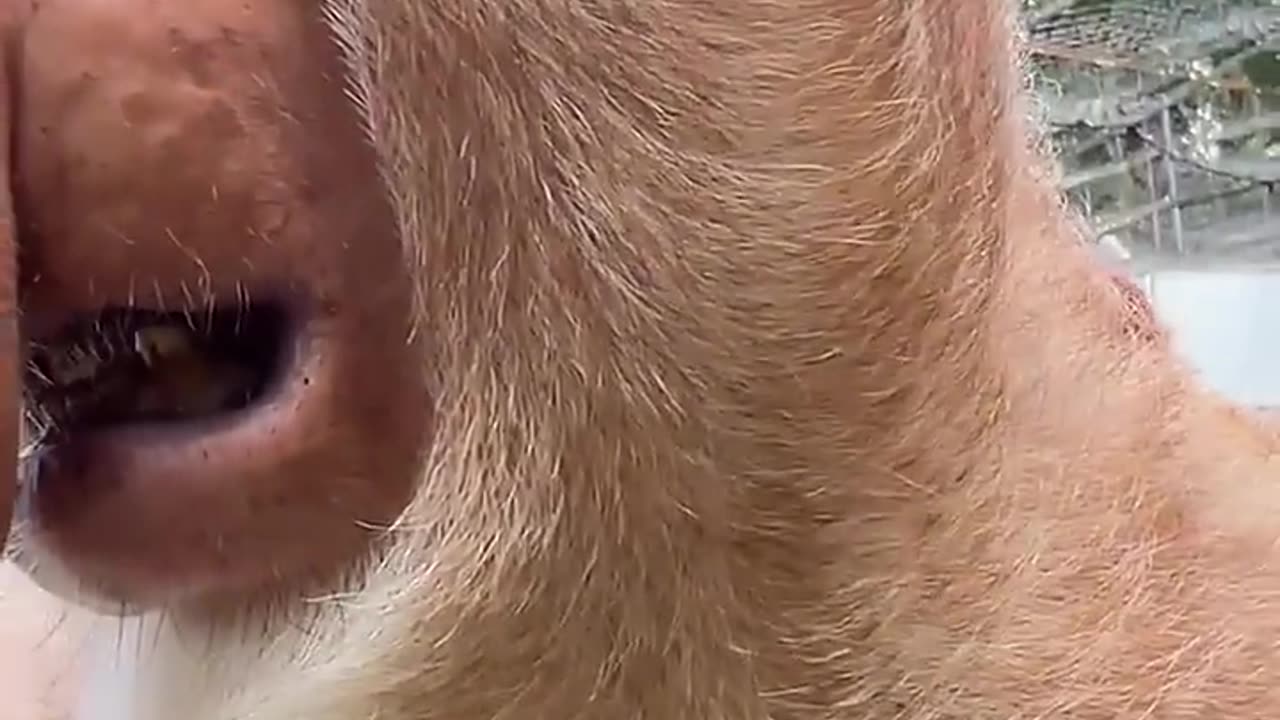 Funny monkey 🐒|hilarious monkey|funny video