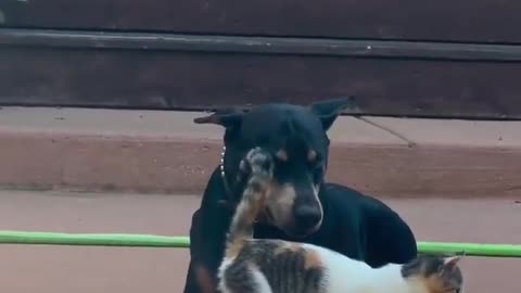 😮💔 The Moment He Accepts His Fate... You Won't Believe What Happens | FeedMyCuriosity