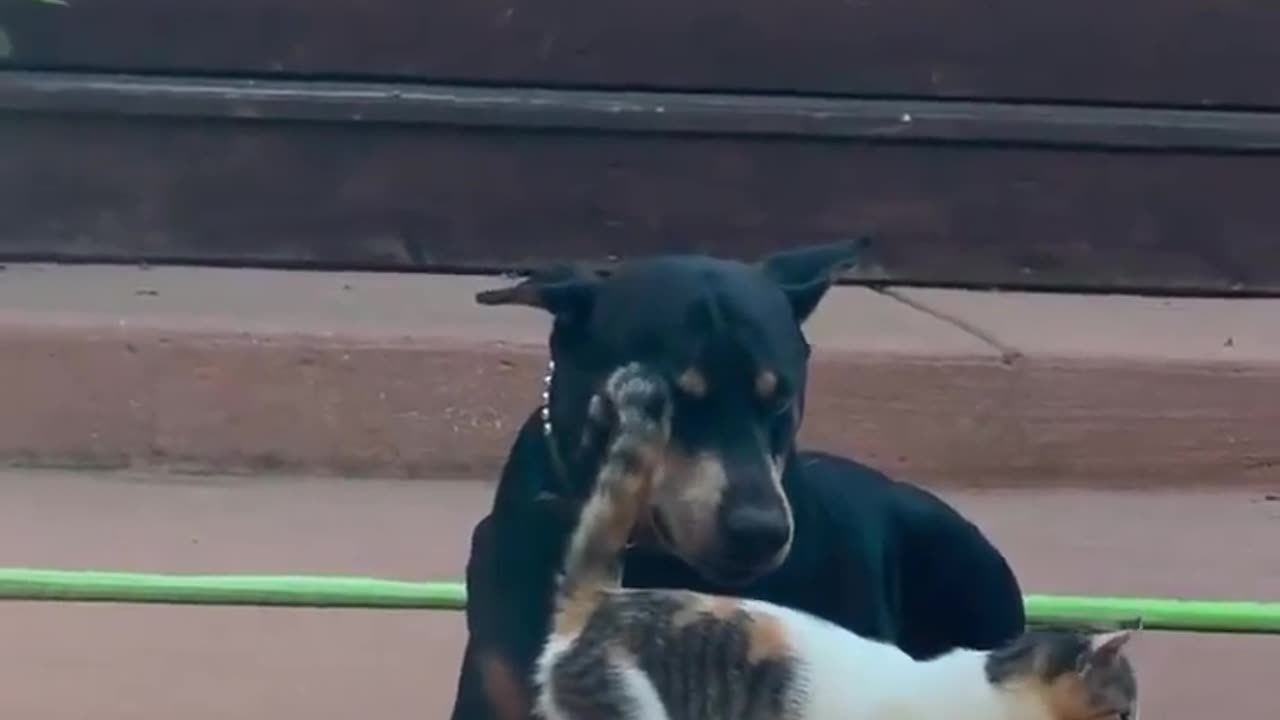 😮💔 The Moment He Accepts His Fate... You Won't Believe What Happens | FeedMyCuriosity