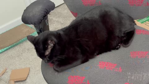 Cute Precious Piper Had a Interview to Become Vice President - My Adopted Shelter Cat Vlog