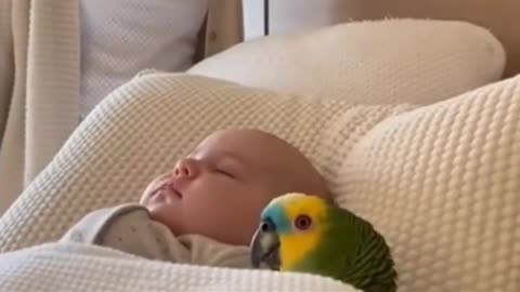 Parrot Says: I CARRIED HER 9 MONTHS!😭🦜 #papagoiecho #talkingparot #funny #parrot #parrotcomedy