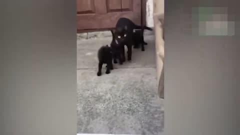 funny stupid cats compilation