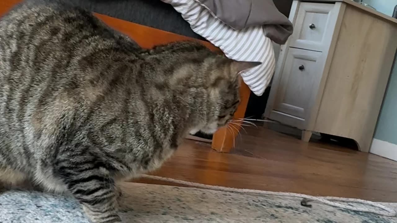 Cat Attempts to Shotgun a Soda Water