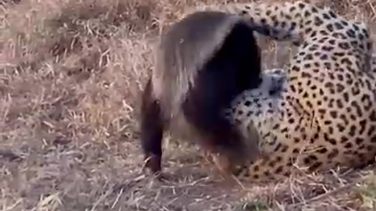 animals