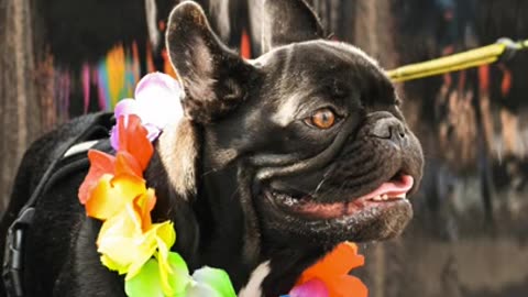 Swordfighter Dog Funny