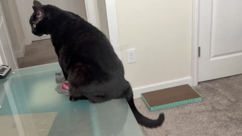Cute Precious Piper Finds a Bag to Play with on the Desk - My Adopted Shelter Cat Vlog