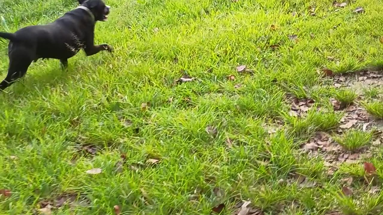 20.11.2025 Happy Girl