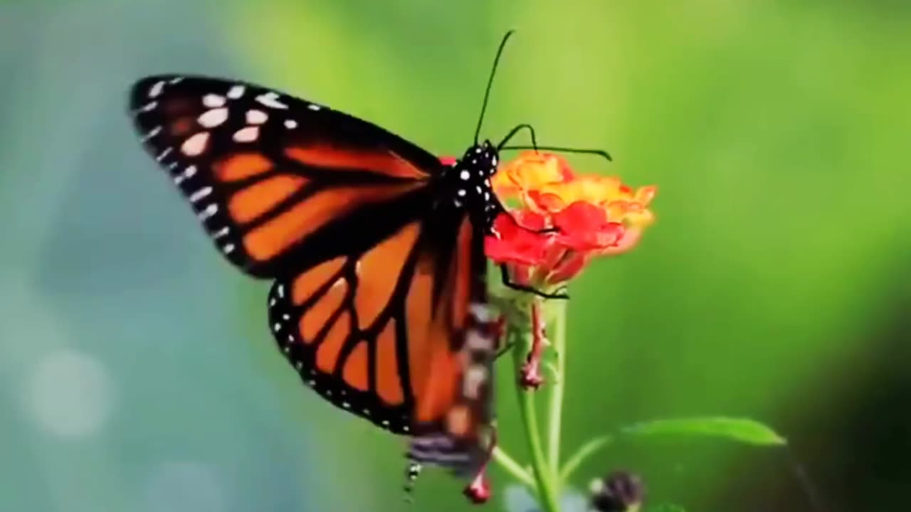 Very Cute Butterflies at Beautiful Flowers in Garden With Relaxing Music #butterfly #butterflies