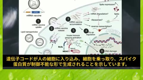 COVID-19注射のmRNAやスパイク蛋白は 全ての臓器系に分布し体内に何年も残留する