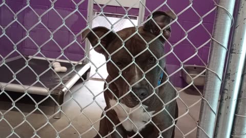 Potato 2y Pet Id 946743 kennel 22 HSSAZ shelter_20250926_142852347
