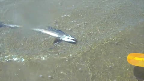 Viral: Terrifying Sea Creatures That Actually Exist
