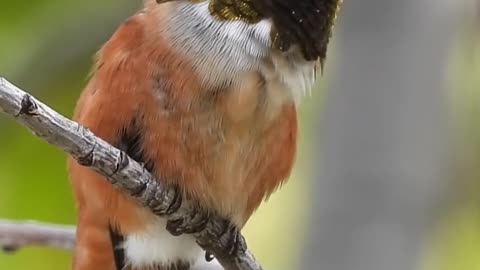 Allen's Hummingbird Preening