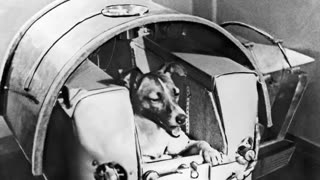 Laika & Ham: The Price of Space Exploration