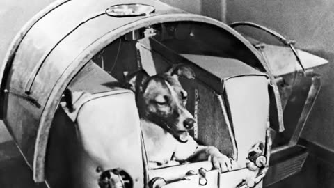 Laika & Ham: The Price of Space Exploration