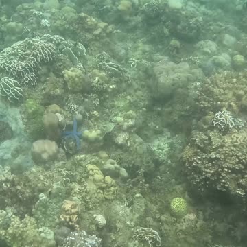 Diving into the Holidays: Christmas Day Snorkeling Adventure