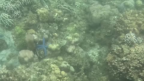 Diving into the Holidays: Christmas Day Snorkeling Adventure