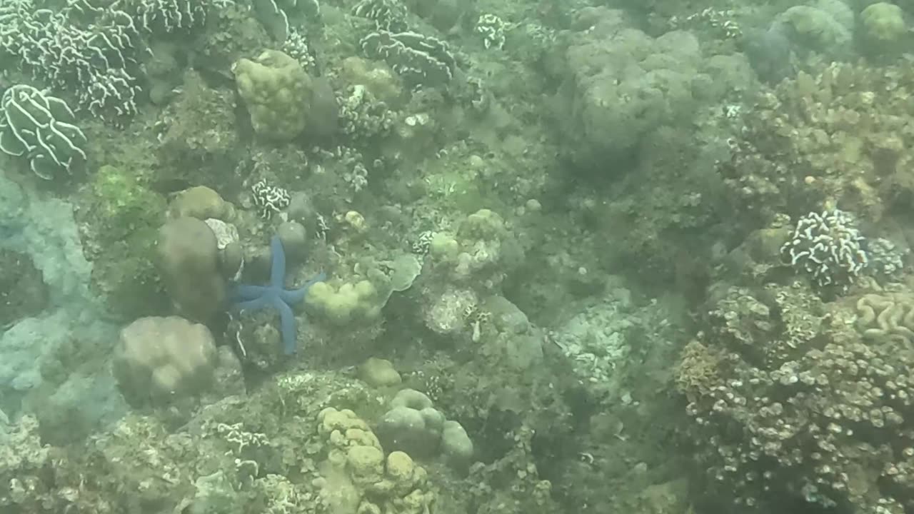 Diving into the Holidays: Christmas Day Snorkeling Adventure