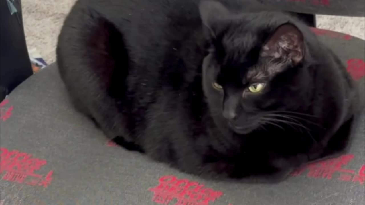 Cute Precious Piper is a Bright Eyed Office Manager - Adopting a Cat from a Shelter Vlog #shorts