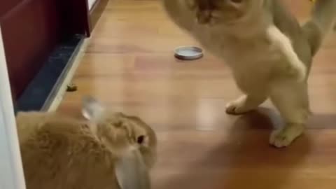 Funny video 🐈🐈‍⬛☺️
