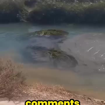 Shocking! A Mysterious Creature Appeared in the River?
