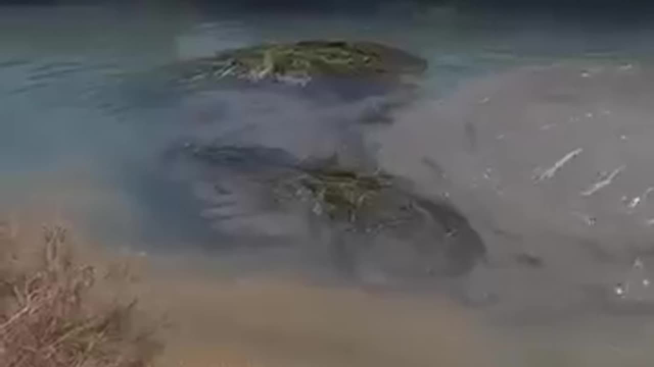 Shocking! A Mysterious Creature Appeared in the River?