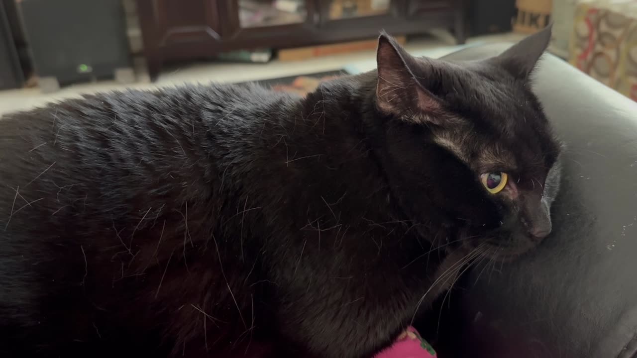 Cute Precious Piper Relaxes as a Lap Cat - Adopting a Cat from a Shelter Vlog