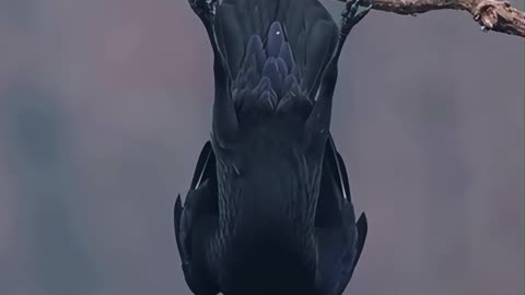 Beautiful Crow