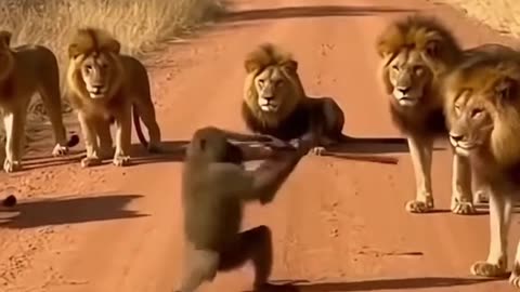 Kung fu monkey 🐒 🙈