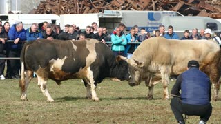 Čupo od Patkovića vs Baron od Zukića Zimča 2025