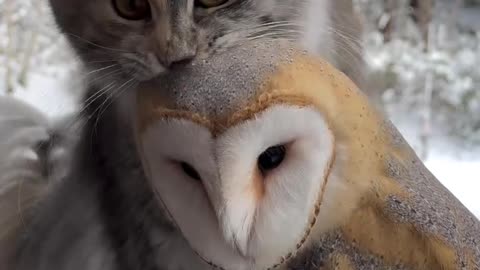 Friendship between cat and owl