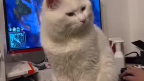 Funny Animals 2025: Funny Cats and Dogs Video Part 61