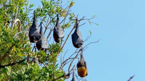 Secrets of Wild Australia: Series 1_The Flying Fox