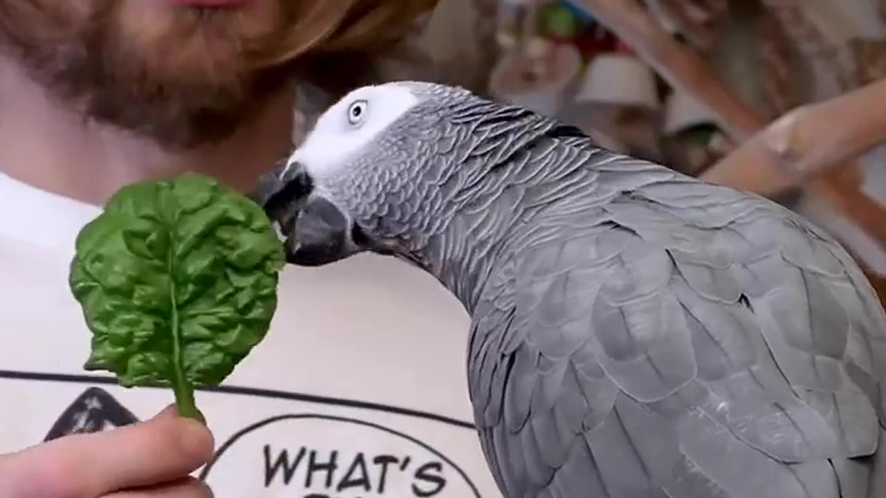 🧠🦜 This Parrot Can Identify Objects By Name! | FeedMyCuriosity