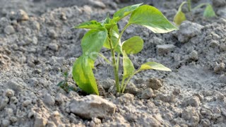 When Faith Wrestles: Traveling the Road from Faith to Hope